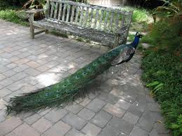 Image result for natural peacock