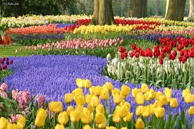 Resultado de imagen para tulipanes en holanda