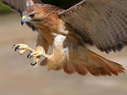 Resultado de imagen para foto de una aguila