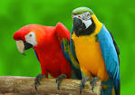 Pictures of 2 parrots talking back to books <?=substr(md5('https://encrypted-tbn2.gstatic.com/images?q=tbn:ANd9GcRGAq5kjKtjT9OggOmEIsfqwAfSG6z0uFuMDMjtDV5RQeeVRwHClLIuCr9X'), 0, 7); ?>