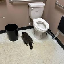 A Drunk Raccoon Passed Out in the Bathroom of a Virginia Liquor Store