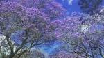 Jozi & Pretoria purple Jacaranda's