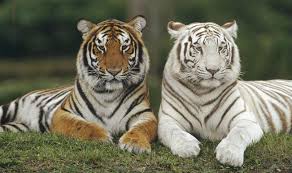 Image result for tiger