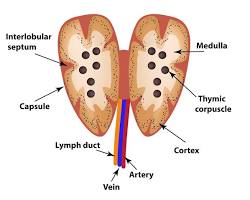Image of Thymus anatomy diagram