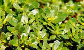 Resultado de imagem para beldroega