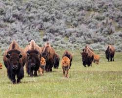 bison herd in Yellowstone National Park