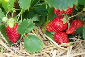 strawberry ile ilgili görsel sonucu