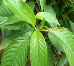 Image result for adathoda