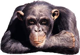 Image result for MONKEYS