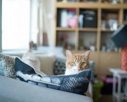 Image of person sitting on a couch with a dog and cat