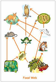 Image result for organisms and their environment