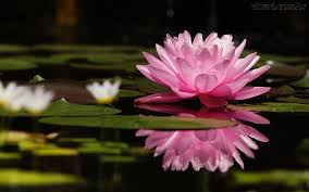 Resultado de imagem para foto flor de lotus
