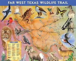 Image of various West Texas wildlife