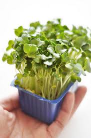 Image result for RAU MẦM CẢI XANH