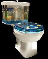 Image result for betta fish tank