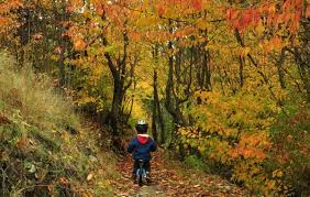 Image result for autumn in Hawkes Bay