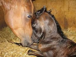 Image result for HORSE