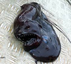 Image result for Chiasmodon niger