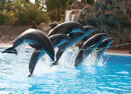 Resultado de imagen de imagenes de loro parque