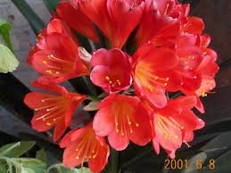 R�sultat de recherche d'images pour "images de clivia"
