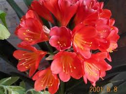 Rsultat de recherche d'images pour "images de clivia"