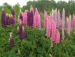 Image result for lupine