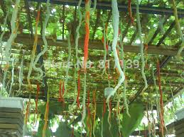 Kết quả hình ảnh cho snake gourd