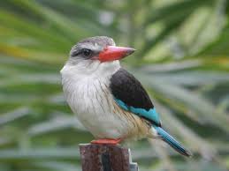 Image result for brown hooded kingfisher