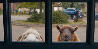 The Sheep Detectives: A Charming Animated Mystery