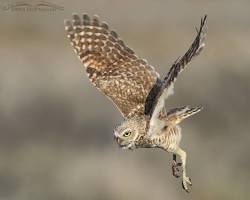 owl in flightの画像