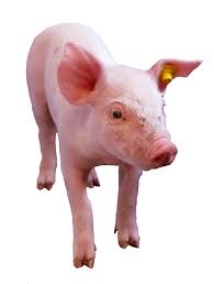 Résultats de recherche d'images pour « cochon »