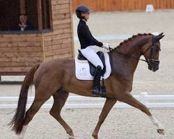 Image de Dressage cheval