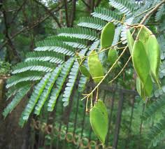 Image result for പതിമുകം
