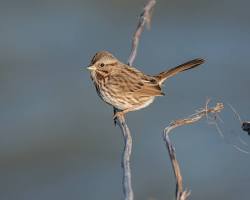 Image of Song Sparrow Chicago