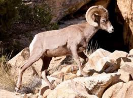 Resultado de imagen para borrego cimarron