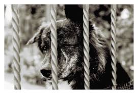Image result for sad dogs