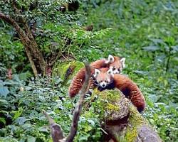 Image of Himalayan Zoological Park, Gangtok