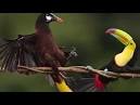 2 parrots fighting <?=substr(md5('https://encrypted-tbn2.gstatic.com/images?q=tbn:ANd9GcRHYrRKYA5-0eua5OciCV5GXg_ajPXQXBAzjsg6_e0DA_JpPiwKMy7yeWBp'), 0, 7); ?>