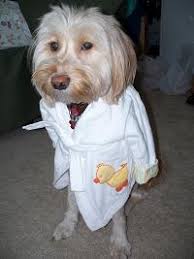 A good robe goes a long way when it comes to providing pleasure and getting some good love in return, so contact Boca Terry today to see how we can help. - bathrobe-dog