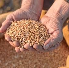 Image result for livestock feeds for animals