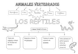 Resultado de imagen para animales vertebrados para niños