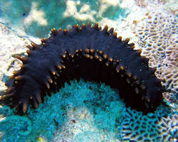 صورة Spiky sea cucumber