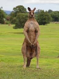 Image result for kangaroo male