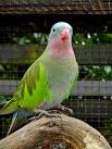 virtual villagers 2 parrots talking like humans do windows media