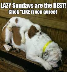 Here&#39;s to lazy Sunday! For the best funny joke quotes visit www ... via Relatably.com