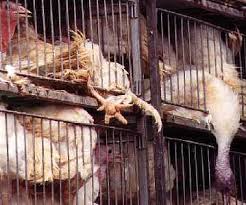 Resultado de imagen para galinhas gaiolas superlotadas imagenes