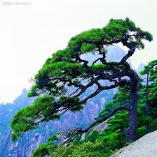 黃山風光甲天下  World Travel 世界旅遊