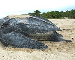 Imagen de Tortuga laúd (Dermochelys coriacea)