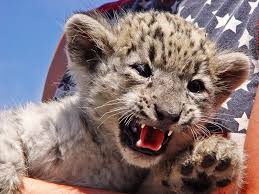 Résultat de recherche d'images pour "snow leopard biting tail"
