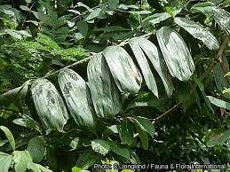Image result for Eremospatha